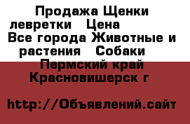 Продажа Щенки левретки › Цена ­ 40 000 - Все города Животные и растения » Собаки   . Пермский край,Красновишерск г.